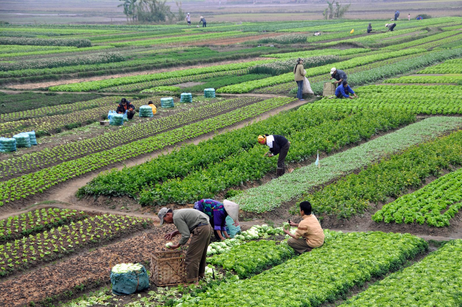 Nông nghiệp bền vững