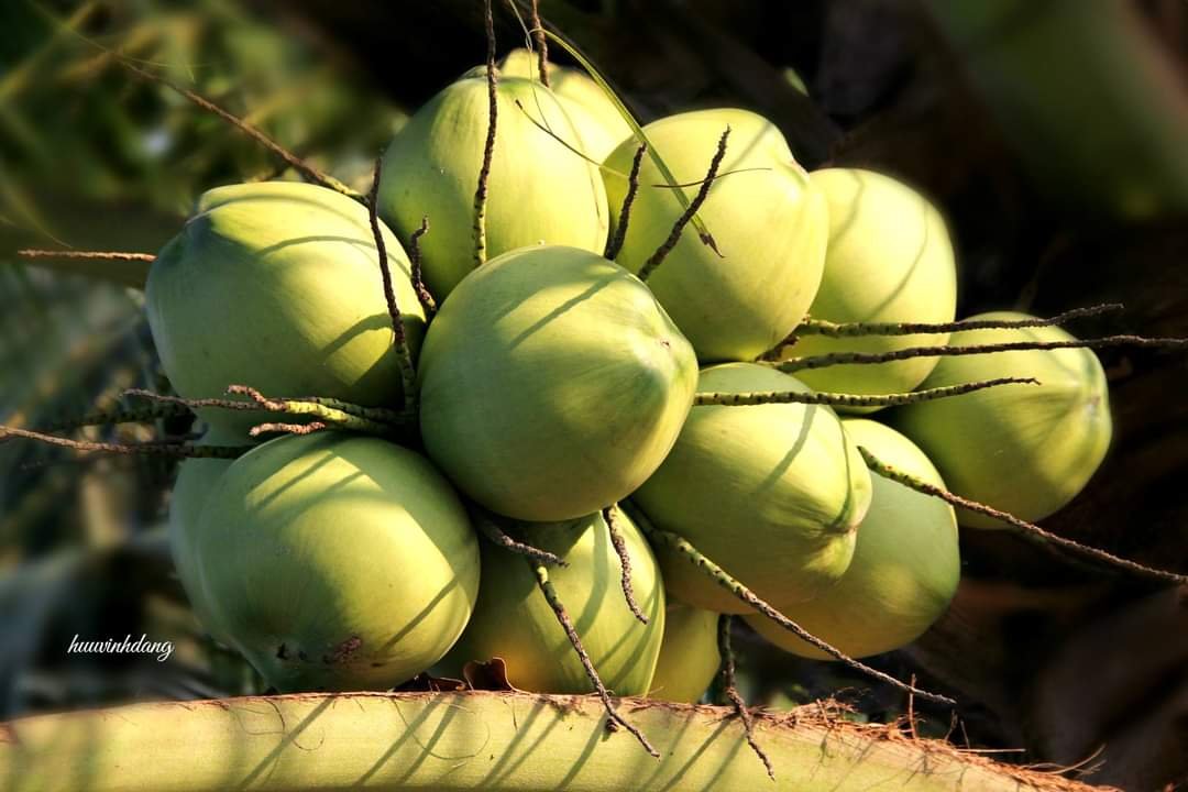 Một cây dừa 208 sản phẩm